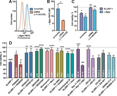 Selective targeting of α7 nicotinic acetylcholine receptor by synthetic peptide mimicking loop I of human SLURP-1 provides efficient and prolonged therapy of epidermoid carcinoma in vivo